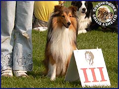 Owczarek Szetlandzki Sheltie - MŁ.CH.PL. GHANDI Surdykowska FCI Ghandi - wystawa Klubowa Łódź 23.09.2007