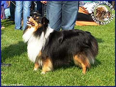 Owczarek Szetlandzki Sheltie - FARYS Surdykowska FCI Farys - wystawa Klubowa Łódź 23.09.2007