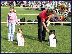 Owczarki Szetlandzkie Sheltie - MŁ.CH.PL. GHANDI Surdykowska FCI oraz FARYS Surdykowska FCI Ghandi, Farys - wystawa klubowa Łódź 23.09.2007