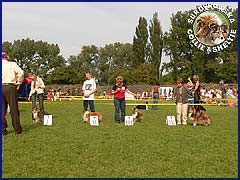 Owczarek Szetlandzki Sheltie - GABI Surdykowska FCI Gabi - wystawa Klubowa Łódź 23.09.2007