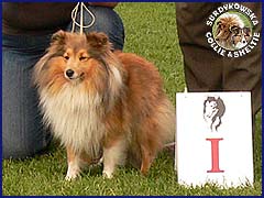 Owczarek Szetlandzki Sheltie - CALINKA Surdykowska FCI Calinka (Szelcia) - wystawa Klubowa Łódź 23.09.2007