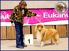Owczarek Szkocki Collie - RONJA vom Schloß Ramstedt Ronja - wystawa Katowice 18.03.2007