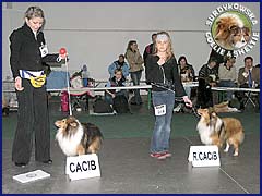 Owczarek Szetlandzki Sheltie - MŁ.CH.PL. GHANDI Surdykowska FCI Ghandi z Magikiem - wystawa Kielce 17.10.2007