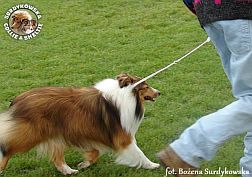 Owczarek Szetlandzki Sheltie - FRANIA Surdykowska FCI Frania - wystawa Leszno 02.06.2007