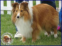 Owczarek Szetlandzki Sheltie - GABI Surdykowska FCI Gabi - wystawa Leszno 02.06.2007