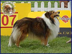 Owczarek Szetlandzki Sheltie - CH.PL. CELINKA Surdykowska FCI Celinka - wystawa Leszno 02.06.2007