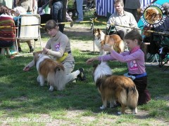 Owczarek Szetlandzki Sheltie - GHANDI Surdykowska FCI Magik, Ghandi - wystawa Łódź 05.05.2007