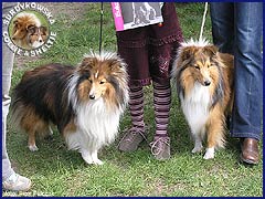 Owczarek Szetlandzki Sheltie - GHANDI Surdykowska FCI Magik, Ghandi - wystawa Łódź 05.05.2007