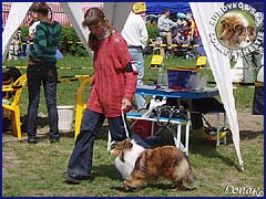Owczarek Szetlandzki Sheltie - FRANIA Surdykowska FCI Frania - wystawa Łódź 05.05.2007