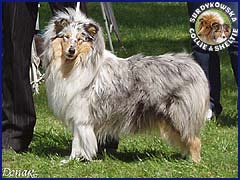 Owczarek Szkocki Collie - BLUE PENELOPE vom Schloß Ramstedt Penelopka - wystawa Łódź 05.05.2007