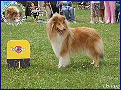 Owczarek Szkocki Collie - MŁ.CH.PL. RONJA vom Schloß Ramstedt Ronja - wystawa Sopot 11.08.2007