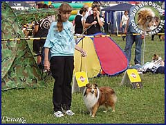 Owczarek Szetlandzki Sheltie - MŁ.CH.PL. FRANIA Surdykowska FCI Frania - wystawa Sopot 11.08.2007