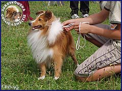 Owczarek Szetlandzki Sheltie - GABI Surdykowska FCI Gabi - wystawa Sopot 11.08.2007