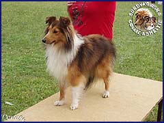 Owczarek Szetlandzki Sheltie - EMILKA Surdykowska FCI Emilka - wystawa Sopot 11.08.2007