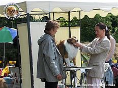 Owczarek Szetlandzki Sheltie - FRANIA Surdykowska FCI Frania - wystawa Szczecin 16.06.2007