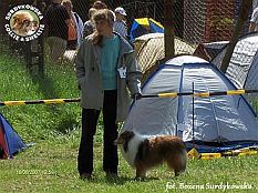 Owczarek Szetlandzki Sheltie - FRANIA Surdykowska FCI Frania - wystawa Szczecin 16.06.2007