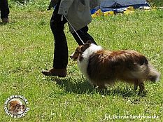 Owczarek Szetlandzki Sheltie - FRANIA Surdykowska FCI Frania - wystawa Szczecin 16.06.2007
