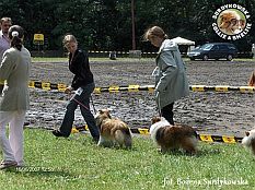 Owczarek Szetlandzki Sheltie - FRANIA Surdykowska FCI Frania - wystawa Szczecin 16.06.2007