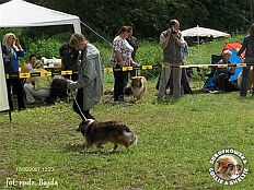 Owczarek Szetlandzki Sheltie - CH.PL. CELINKA Surdykowska FCI Celinka - wystawa Szczecin 16.06.2007