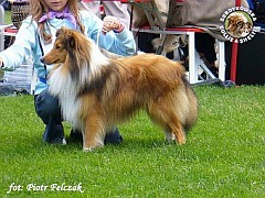 Owczarek Szetlandzki Sheltie - MŁ.CH.PL. GHANDI Surdykowska FCI Ghandi - wystawa Warszawa 08.07.2007