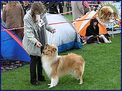 Owczarek Szkocki Collie - MŁ.CH.PL. RONJA vom Schloß Ramstedt Ronja - wystawa Warszawa 08.07.2007