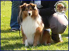 Owczarek Szetlandzki Sheltie - FABER Surdykowska FCI Faber - wystawa Wrocław 29.09.2007