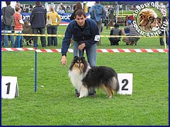 Owczarek Szkocki Collie - JAGÓDKA B'NT ALIAD ASSAWDA Surdykowska FCI Jagódka - wystawa Bydgoszcz 17.05.2009