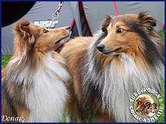 Owczarki Szetlandzkie Sheltie - Ilianka i Ghandi Ilianka i Ghandi - wystawa Bydgoszcz 17.05.2009