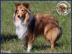 Owczarek Szetlandzki Sheltie - ILIANKA SCOTT Surdykowska FCI Ilianka - wystawa Dobre Miasto 01.05.2009