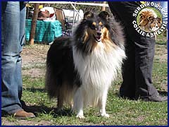 Owczarek Szkocki Collie - JAGÓDKA B'NT ALIAD ASSAWDA Surdykowska FCI Jagódka - wystawa Grudziądz 18.04.2009