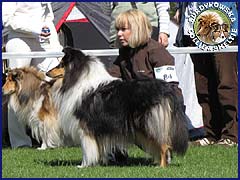 Owczarek Szkocki Collie - JAGÓDKA B'NT ALIAD ASSAWDA Surdykowska FCI Jagódka - wystawa Inowrocław 19.04.2009
