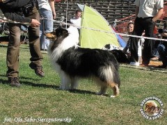 Owczarek Szkocki Collie - JAGÓDKA B'NT ALIAD ASSAWDA Surdykowska FCI Jagódka - wystawa krajowa Łódż 19.09.2009