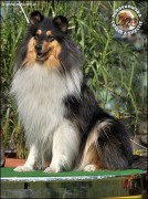 Owczarek Szkocki Collie - JAGÓDKA B'NT ALIAD ASSAWDA Surdykowska FCI Jagódka wystawa krajowa Łódż 19.09.2009 -- konkurencja finałowa BIS