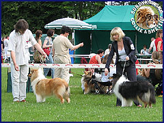Owczarek Szkocki Collie - JAGÓDKA B'NT ALIAD ASSAWDA Surdykowska FCI Jagódka - wystawa Olsztyn 05.07.2009