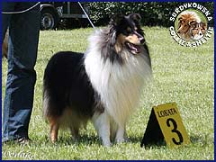 Owczarek Szkocki Collie - JAGÓDKA B'NT ALIAD ASSAWDA Surdykowska FCI Jagódka - wystawa Słupsk 17.05.2009