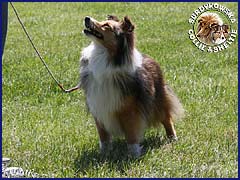 Owczarek Szetlandzki Sheltie - ILONKA SCOTT Surdykowska FCI Ilonka - wystawa Słupsk 17.05.2009