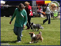 Owczarek Szetlandzki Sheltie - ILONKA SCOTT Surdykowska FCI Ilonka - wystawa Słupsk 17.05.2009