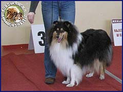 Owczarek Szkocki Collie - JAGÓDKA B'NT ALIAD ASSAWDA Surdykowska FCI Jagódka - wystawa walentynkowa Bydgoszcz 14.02.2009