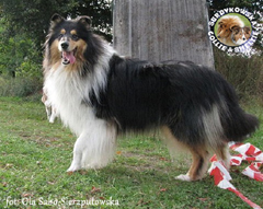 Owczarek Szkocki Collie - JAGÓDKA B'NT ALIAD ASSAWDA Surdykowska FCI Jagódka - wystawa Włocławek 06.09.2009