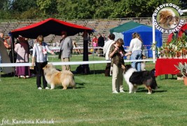 Owczarek Szkocki Collie - Scottica's HARNAŚ SURDYKOWSKA FCI Harnaś - wystawa klubowa Łódż 20.09.2009
