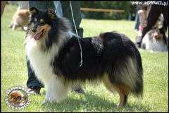 Owczarek Szkocki Collie - JAGÓDKA B'NT ALIAD ASSAWDA Surdykowska FCI Jagódka - wystawa Białystok 31.08.2009