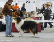 Owczarek Szkocki Collie - Scottica's HARNAŚ SURDYKOWSKA FCI Harnaś - wystawa Kielce 14.11.2009