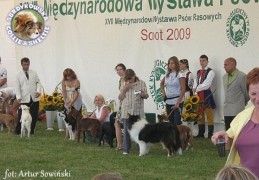 Owczarek Szkocki Collie - Scottica's HARNAŚ Surdykowska FCI Harnaś - wystawa Sopot 08.08.2009