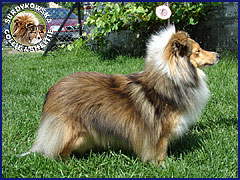 Owczarek Szetlandzki Sheltie - ILONKA SCOTT Surdykowska FCI Ilonka - wystawa Szczecin 20.06.2009