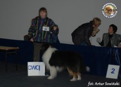 Owczarek Szkocki Collie - Scottica's HARNAŚ SURDYKOWSKA FCI Harnaś - wystawa Gdańsk/oddz Gdynia 16.01.2011