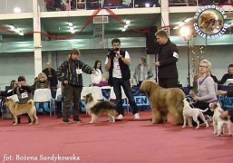 Owczarek Szetlandzki Sheltie - FIDO Stříbrné doly Fiduś - wystawa Gdańsk/oddz Gdynia 16.01.2011