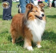 Owczarek Szetlandzki Sheltie - CH.PL. BONI Boni - wystawa Gdańsk/oddz Gdynia 10.07.2011