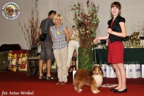 Owczarek Szetlandzki Sheltie - CH.PL. BONI Boni - wystawa Gdańsk/oddz Gdynia 10.07.2011