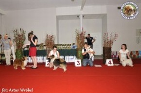 Owczarek Szetlandzki Sheltie - CH.PL. Boni i Fiduś Boni - wystawa Gdańsk/oddz Gdynia 10.07.2011