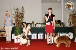 Owczarek Szetlandzki Sheltie - CH.PL. BONI Boni - wystawa Gdańsk/oddz Gdynia 10.07.2011